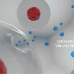 Fascinating extracellular vesicles: investigating their great potential